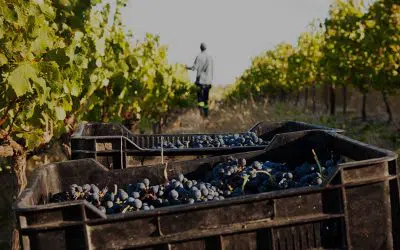 Is the Western Cape the best foodie destination on earth?